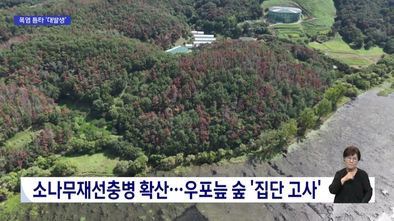 '소나무 에이즈' 재선충병 '우포늪까지 덮쳤다'