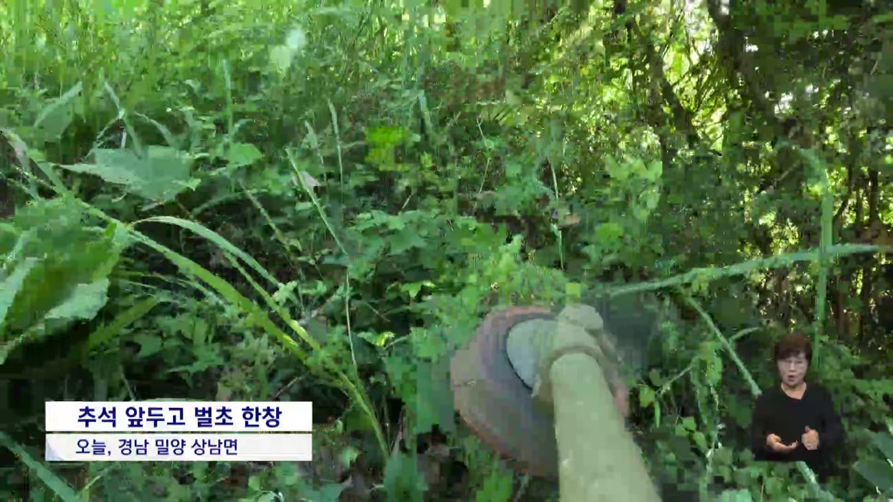 벌초할 때 안전 비상…진드기 감염도 '주의'