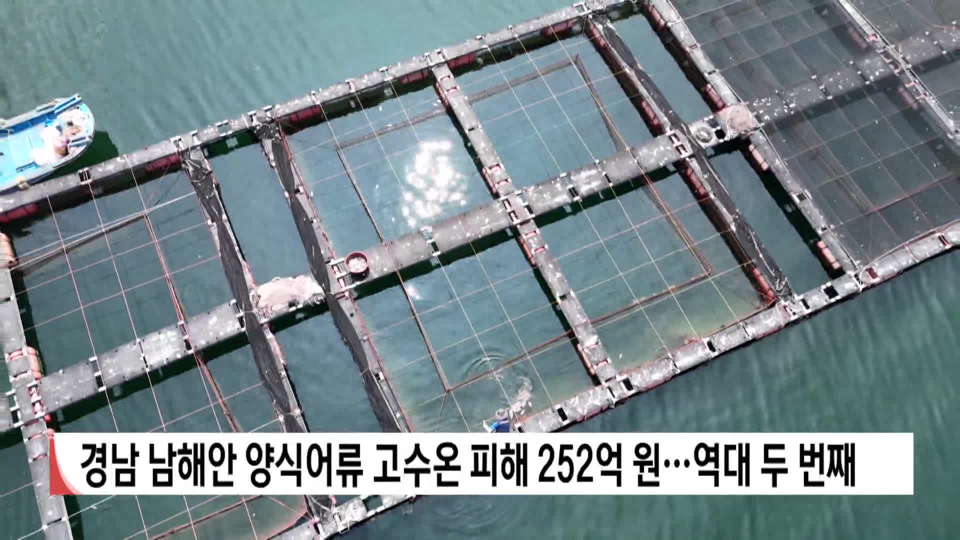 경남 남해안 양식어류 고수온 피해 252억원…역대 두번째