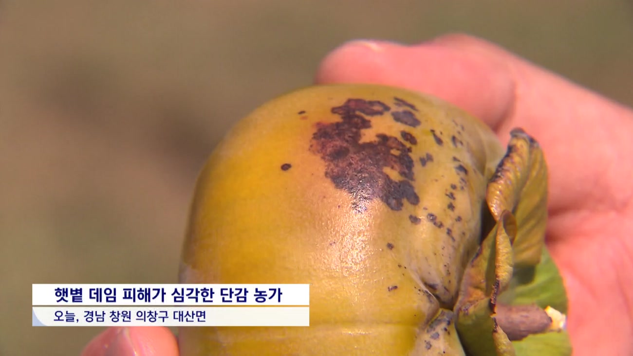 폭염에 멍든 과일...음료와 차로 새로운 활로 모색