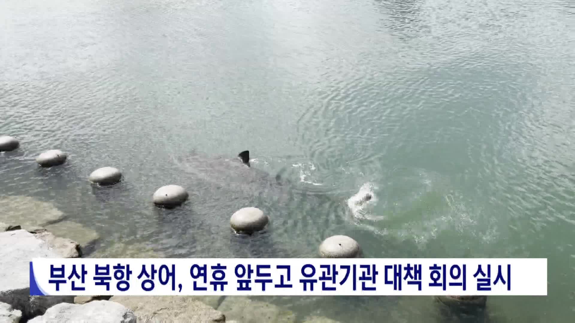 부산 북항 상어 연휴 앞두고 유관기관 대책회의 실시