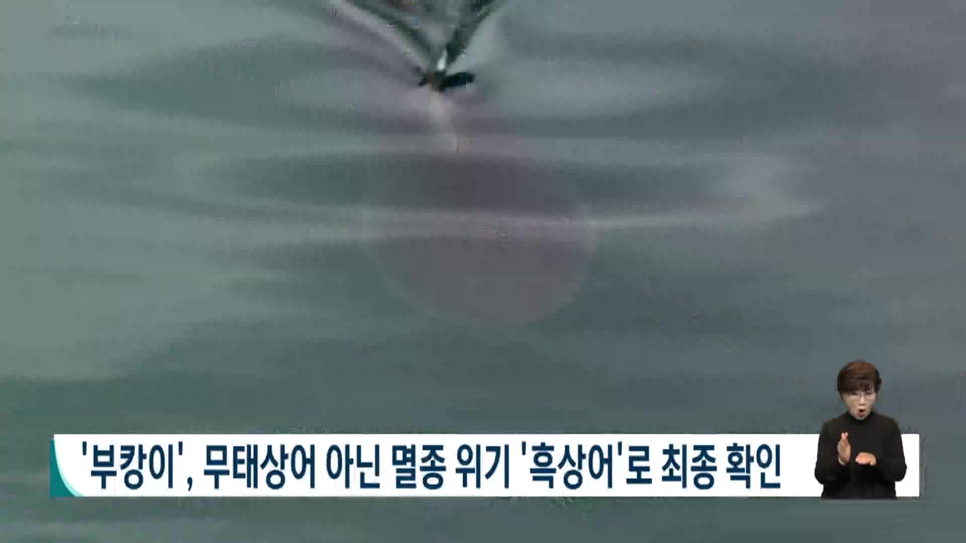 '부캉이', 무태상어 아닌 멸종위기 '흑상어'로 최종 확인