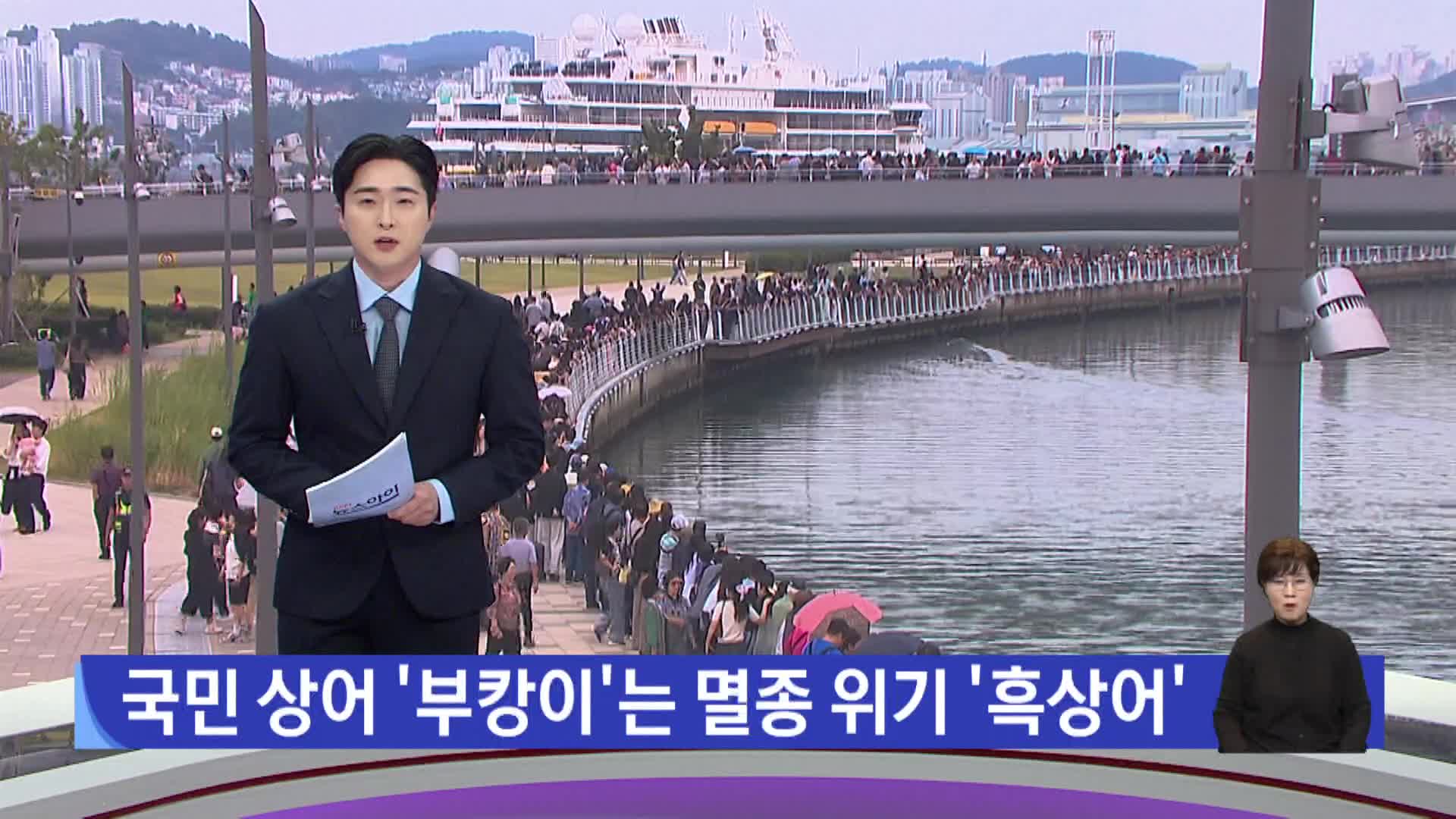 국민상어 '부캉이'는 멸종위기 '흑상어'