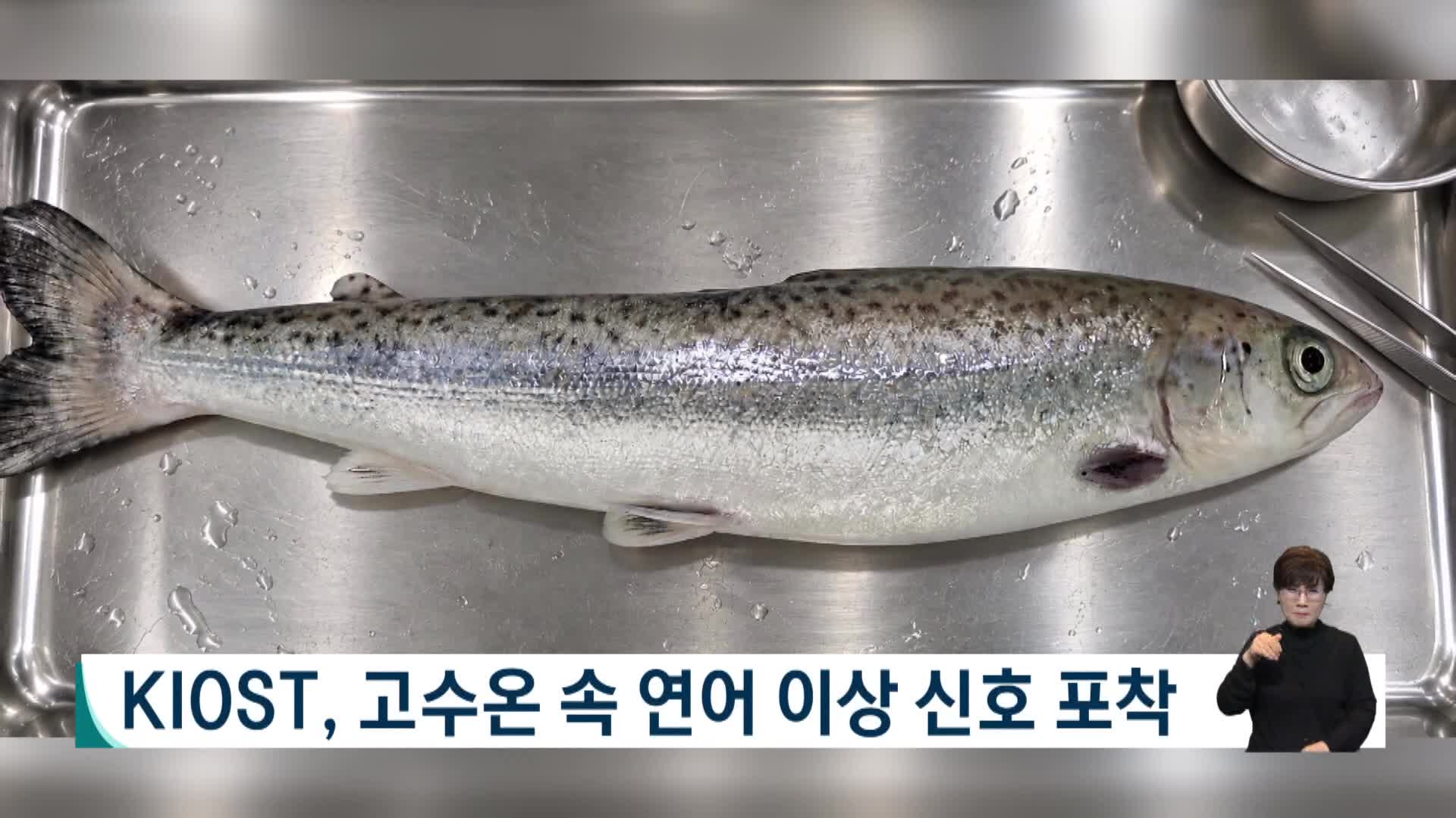 KIOST, 고수온 속 연어 이상 신호 포착