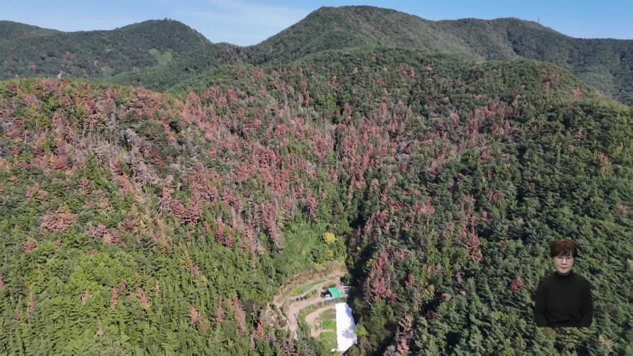 대발생' 재선충...경남도, 맞춤 전략으로  '승부수'
