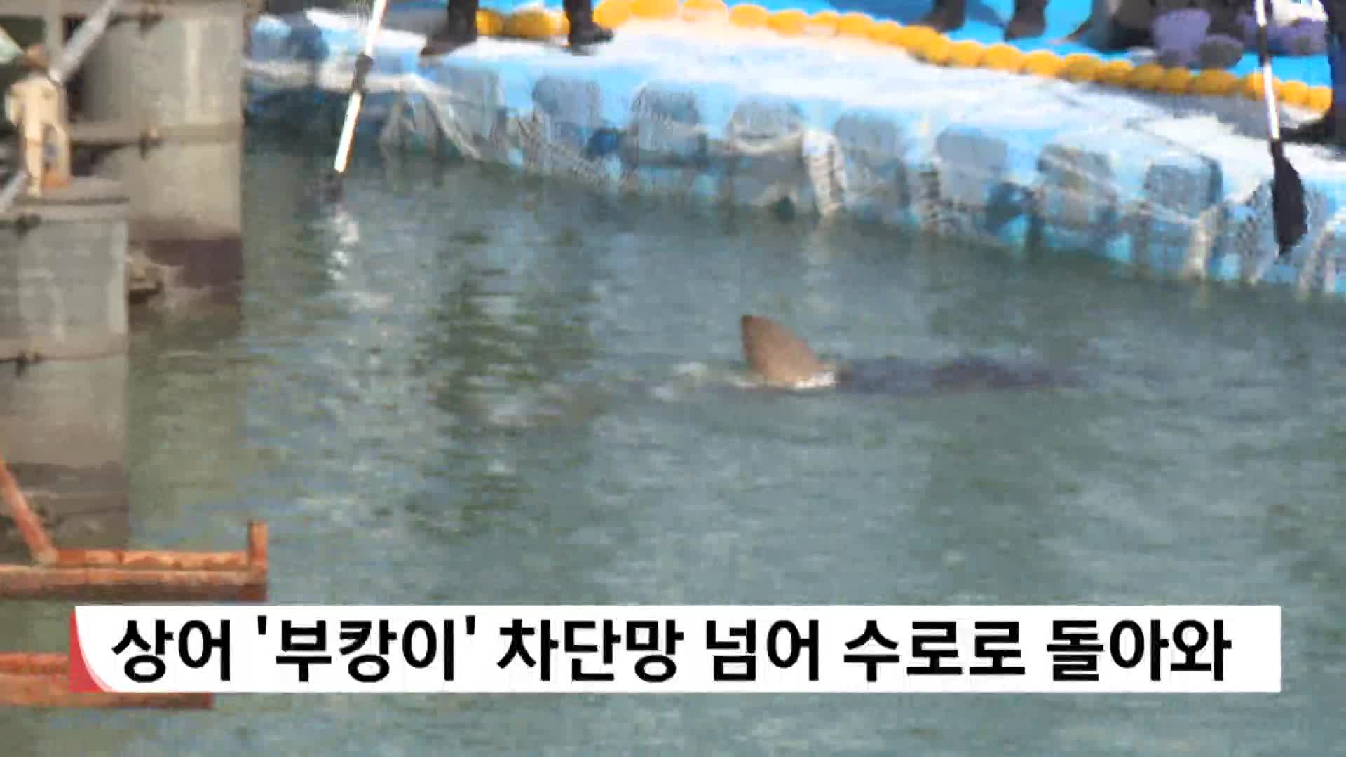  '부캉이' 차단망 넘어 수로로 돌아와