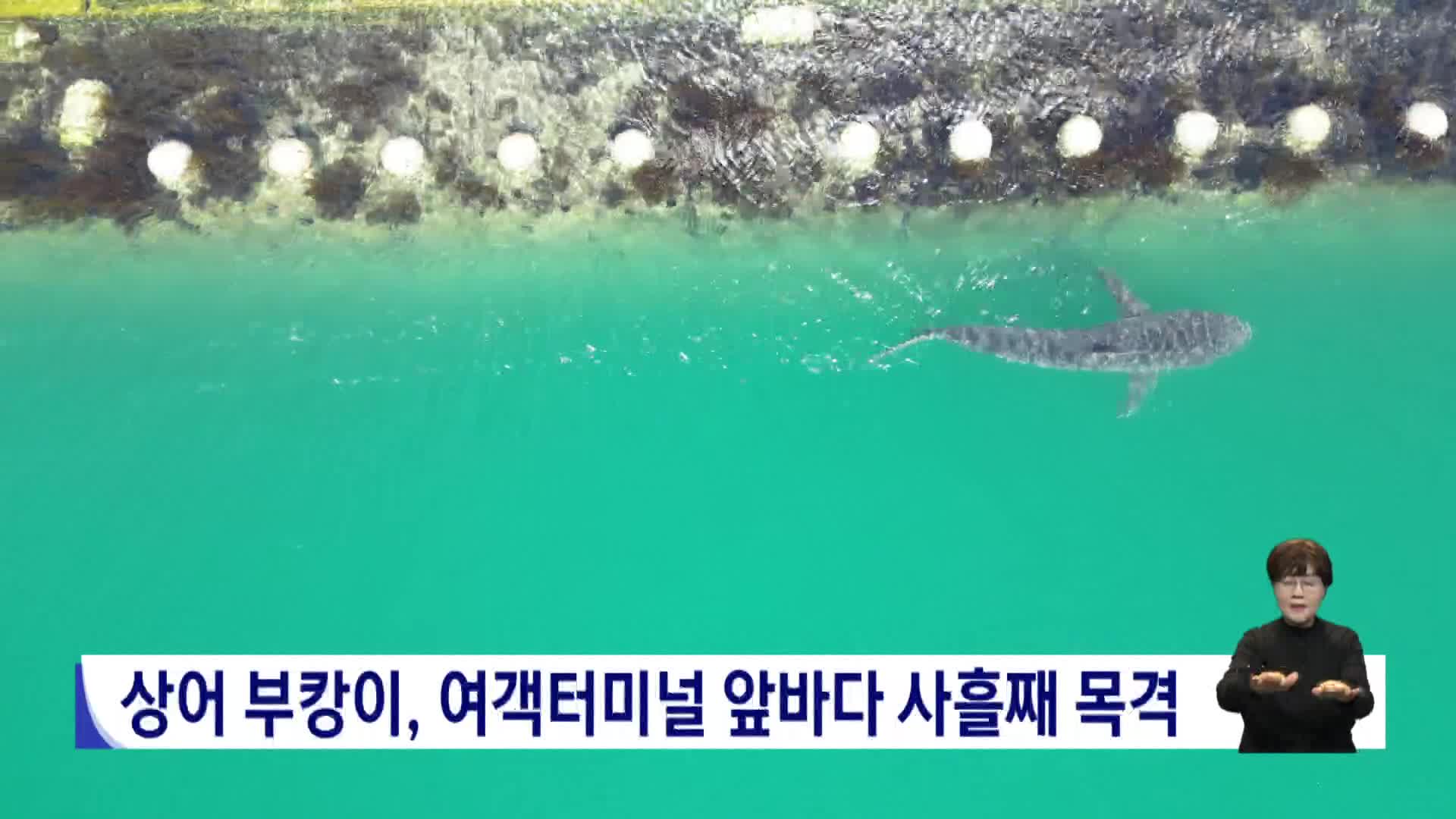 상어 부캉이, 여객터미널 앞바다서 사흘째 목격 